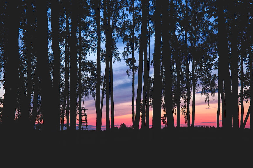 Silhouetted Forest Trees Against Vibrant Sunset Sky