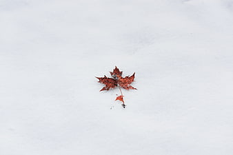 Single Red Maple Leaf On White Snow Minimalist Background