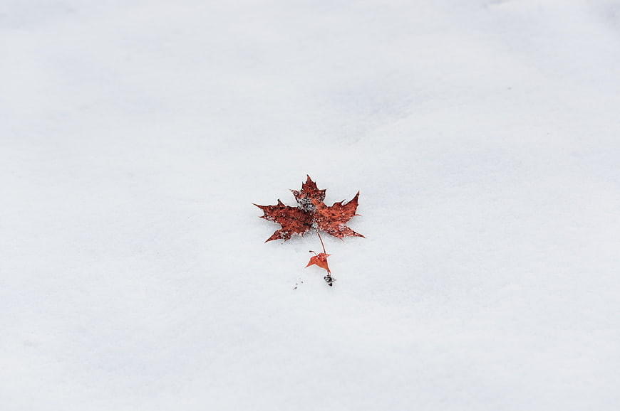 Single Red Maple Leaf On White Snow Minimalist Background