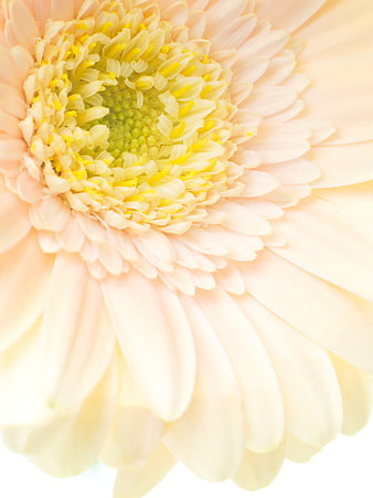 Close-up of a soft pink gerbera daisy flower