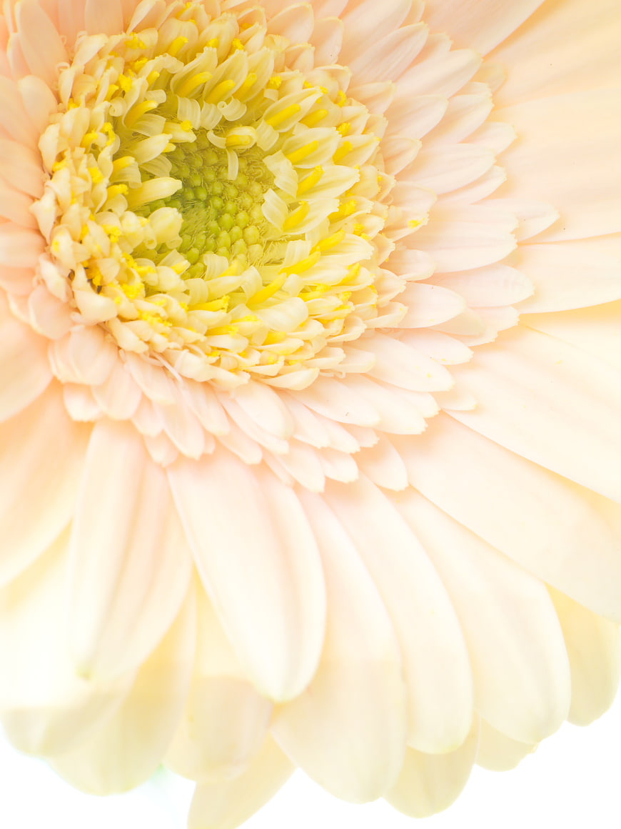 Close-up of a soft pink gerbera daisy flower