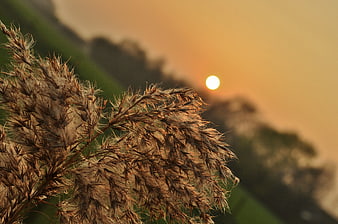 Golden sunset behind dry ornamental grass plumes