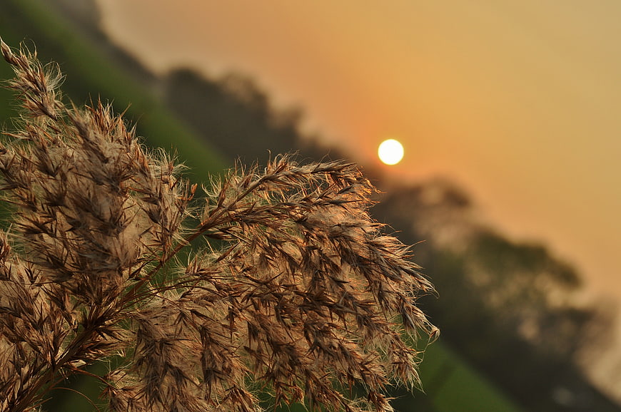 Golden sunset behind dry ornamental grass plumes