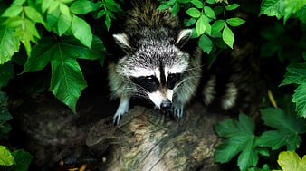 Curious Raccoon Peeking Through Green Leaves in Forest