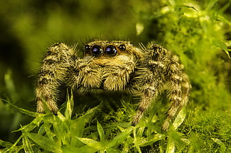 Macro Closeup of Jumping Spider on Green Moss