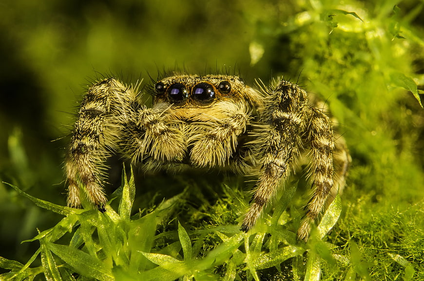 Macro Closeup of Jumping Spider on Green Moss