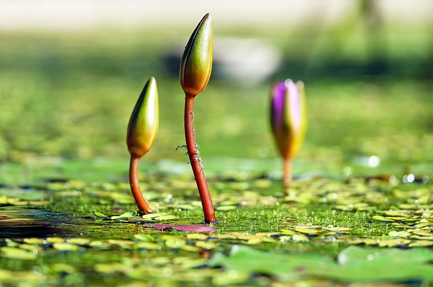 Close-up of water lily buds rising from a green pond