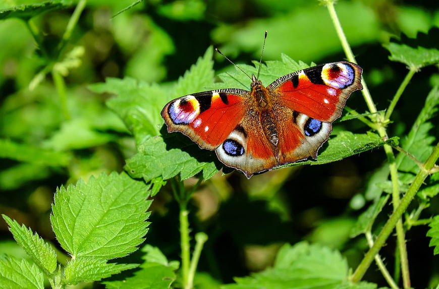 Vibrant Peacock Butterfly Resting on Green Leaves