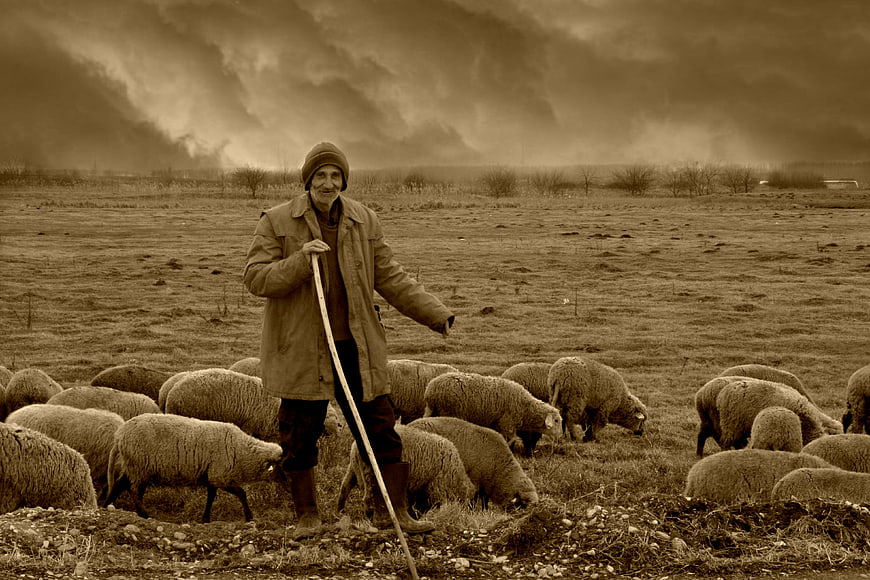 Shepherd with Flock in Sepia Toned Pastoral Landscape