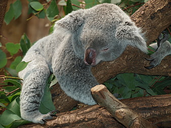 Sleeping Koala Bear Resting on Eucalyptus Tree Branch