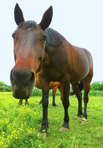Curious Brown Horse in Green Meadow with Yellow Flowers