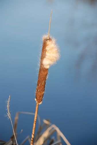 Close-up of fluffy cattail reed against blue water background