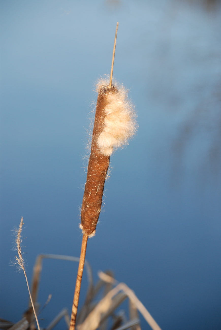 Close-up of fluffy cattail reed against blue water background