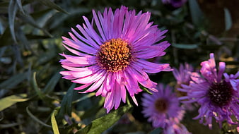 Close-up of vibrant purple aster flower with yellow center