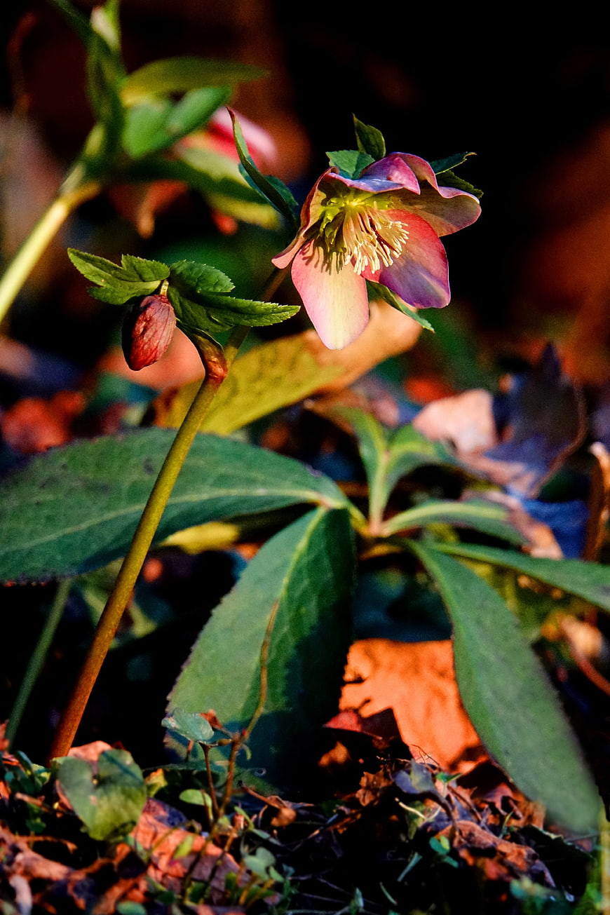 Pink Hellebore Flower in Forest Undergrowth
