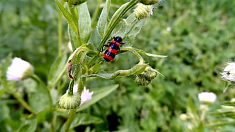 Red and black beetle on green plant stem close-up