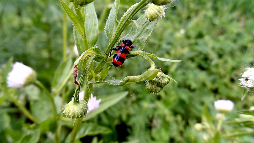 Red and black beetle on green plant stem close-up