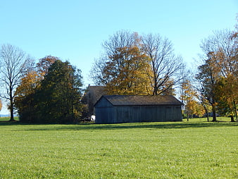 Rustic Barn in Green Pasture with Autumn Trees
