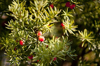 Close-up of Yew Tree Berries and Needles in Sunlight