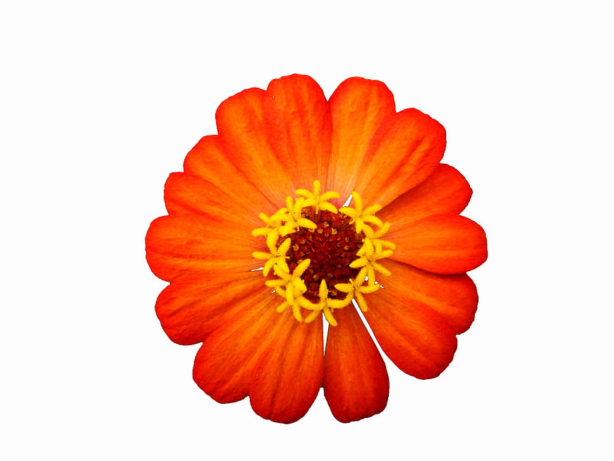 Vibrant Orange Zinnia Flower Isolated on White Background