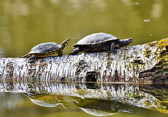 Two Turtles Basking on a Birch Log in a Pond