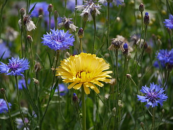 Yellow Calendula Flower Blooming Among Blue Cornflowers in Sunny Meadow