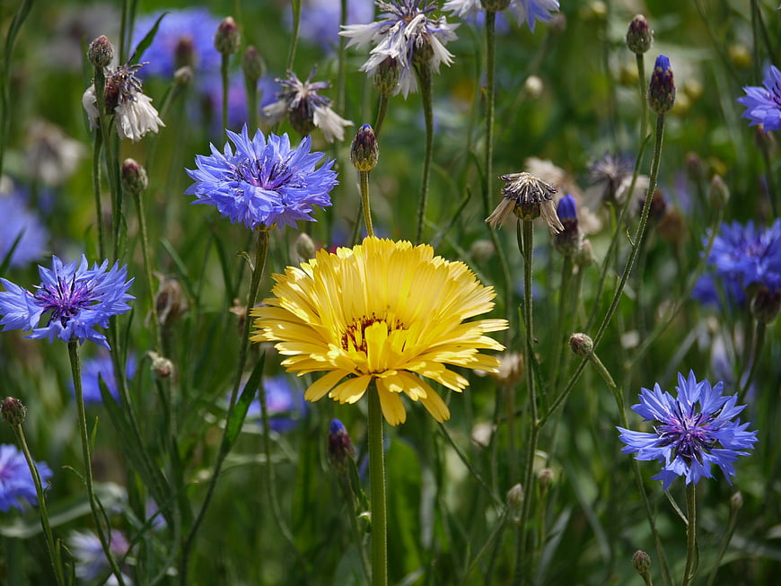 Yellow Calendula Flower Blooming Among Blue Cornflowers in Sunny Meadow