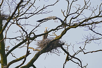Grey Herons Nesting in Bare Tree Branches