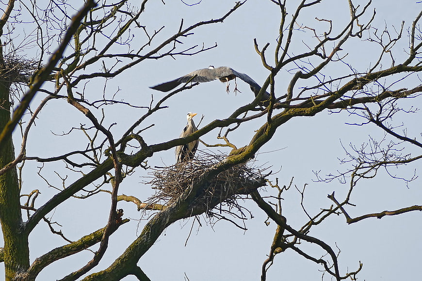 Grey Herons Nesting in Bare Tree Branches
