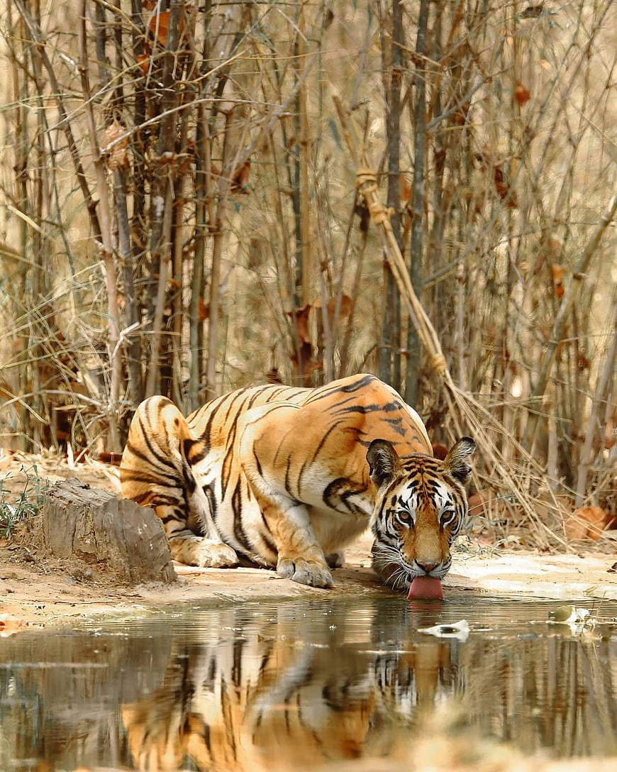 Bengal Tiger Drinking Water in Wild Forest Habitat