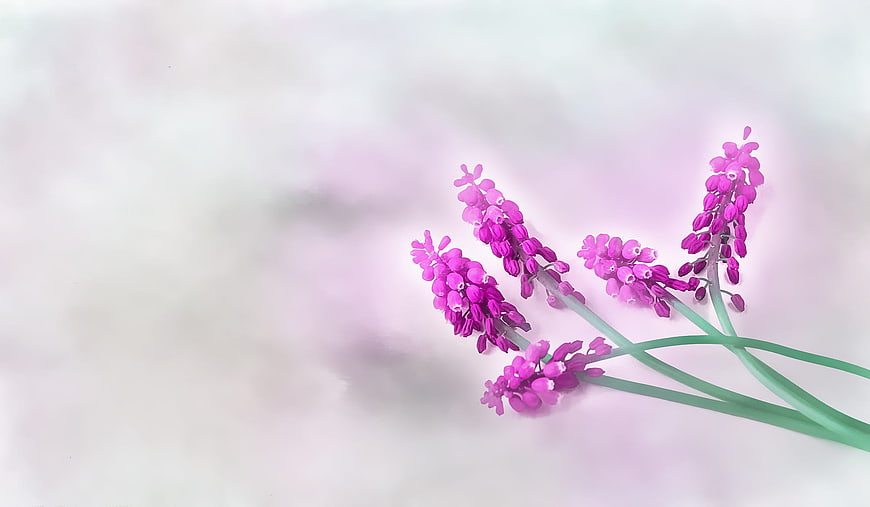 Purple Grape Hyacinths on Soft Pastel Background