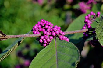 Vibrant Pink Callicarpa Berries on Green Leafy Branch