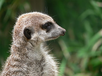 Close-up portrait of a meerkat with green blurred background