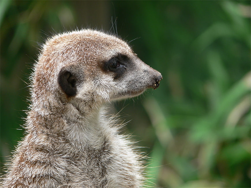 Close-up portrait of a meerkat with green blurred background