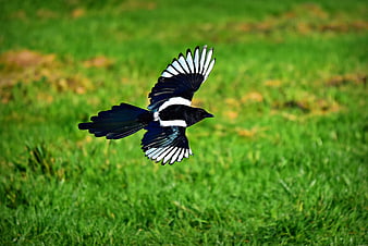 Magpie in flight over a vibrant green meadow