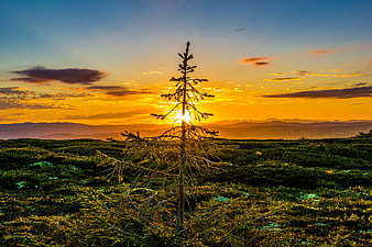 Lone Pine Tree Silhouette Against Golden Sunset Mountain Landscape