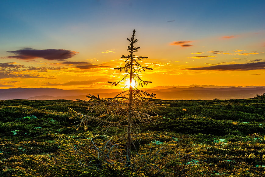 Lone Pine Tree Silhouette Against Golden Sunset Mountain Landscape