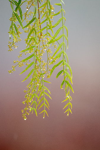 Green Willow Branch with Dew Drops on Blurred Background