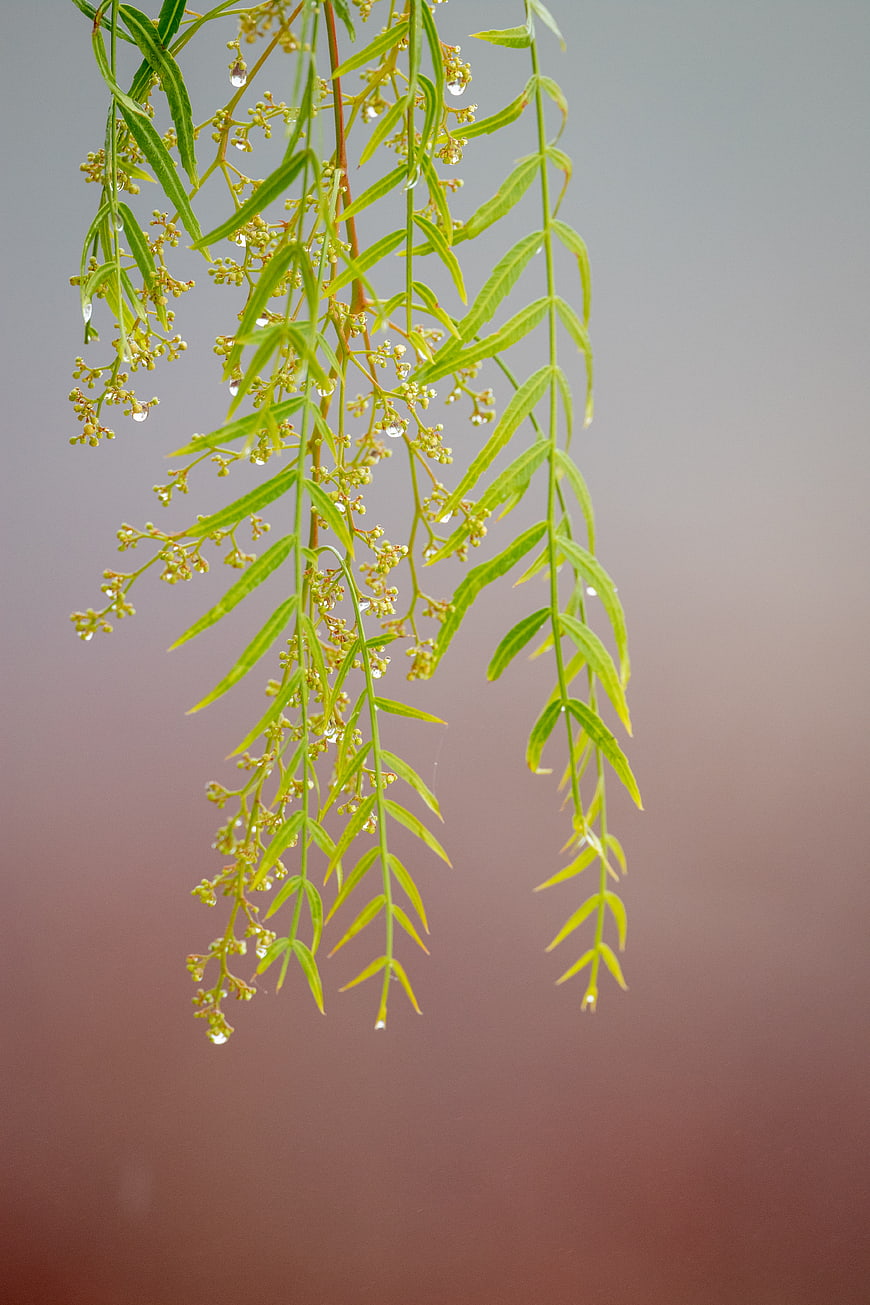 Green Willow Branch with Dew Drops on Blurred Background