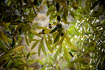 Sunlit Olive Branches with Dark Fruit on Tree