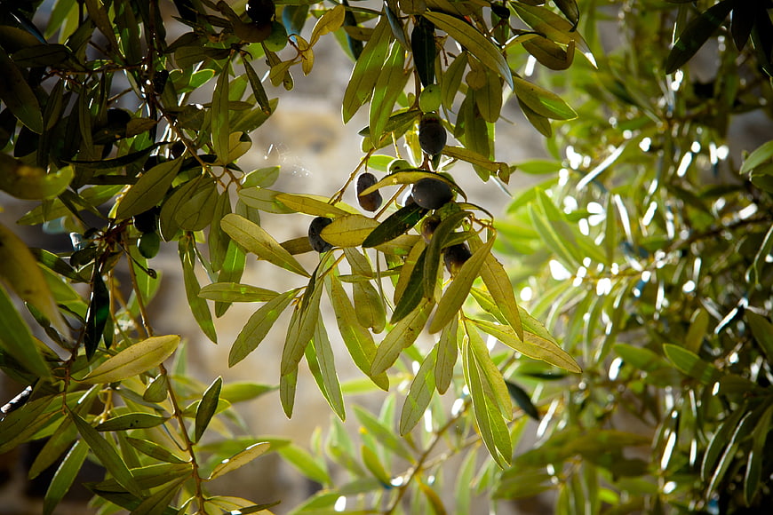 Sunlit Olive Branches with Dark Fruit on Tree