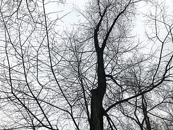 Silhouetted Bare Tree Branches Against Overcast Sky