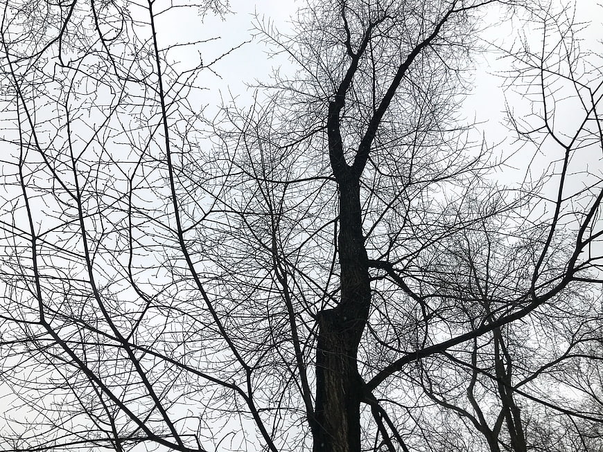 Silhouetted Bare Tree Branches Against Overcast Sky