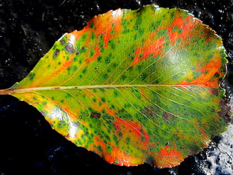 Colorful autumn leaf with green, orange, and red patterns