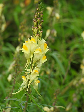 Yellow Snapdragon Wildflower in Natural Meadow Setting
