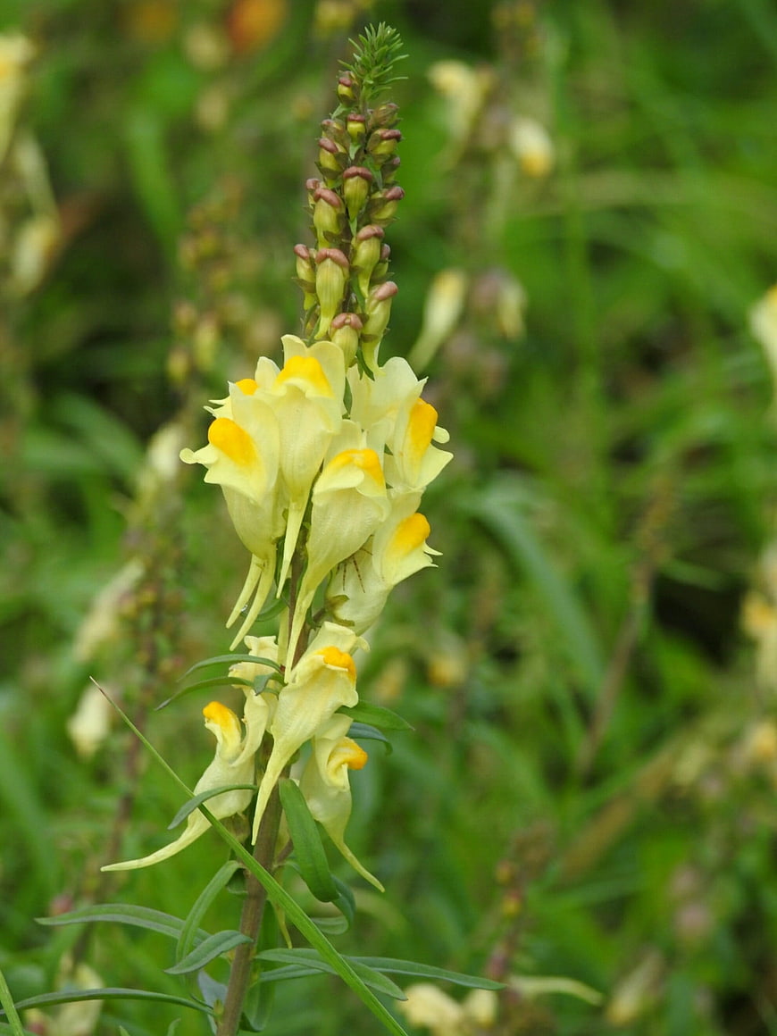Yellow Snapdragon Wildflower in Natural Meadow Setting
