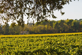 Sunlit vineyard rows with autumn foliage and tree branches