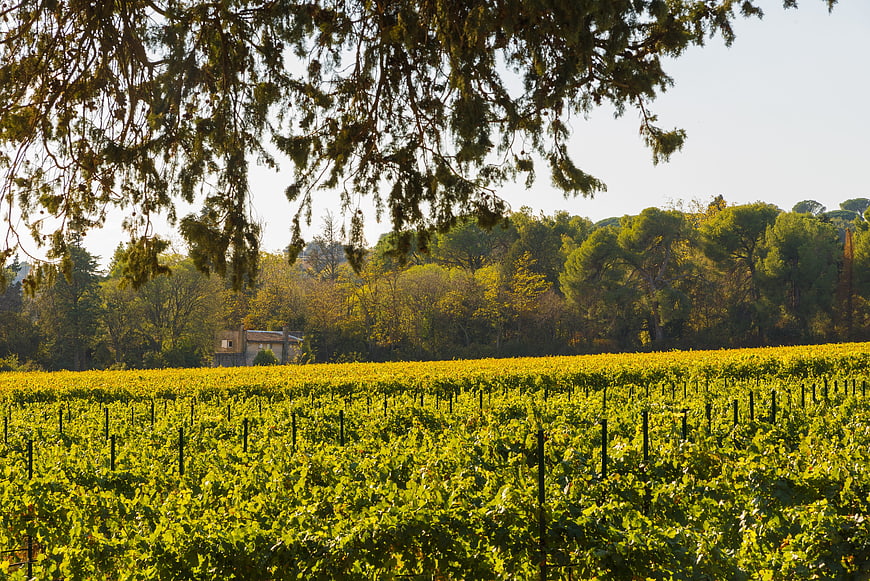 Sunlit vineyard rows with autumn foliage and tree branches