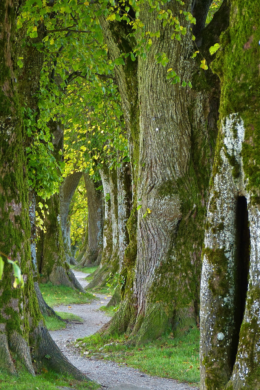 Mossy Tree Tunnel Path in Forest