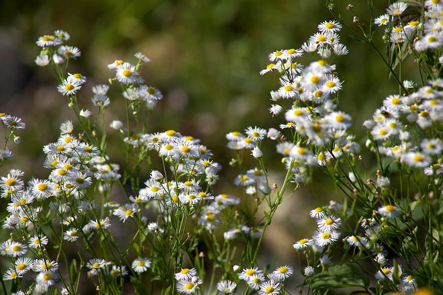 Selective Focus White Daisies in Green Meadow